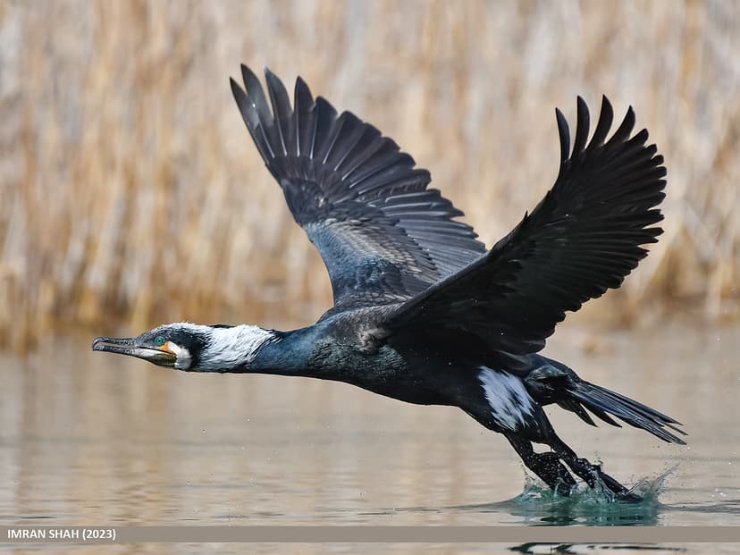 Great Cormorant (Phalacrocorax carbo) | Great Cormorant (Pha… | Flickr