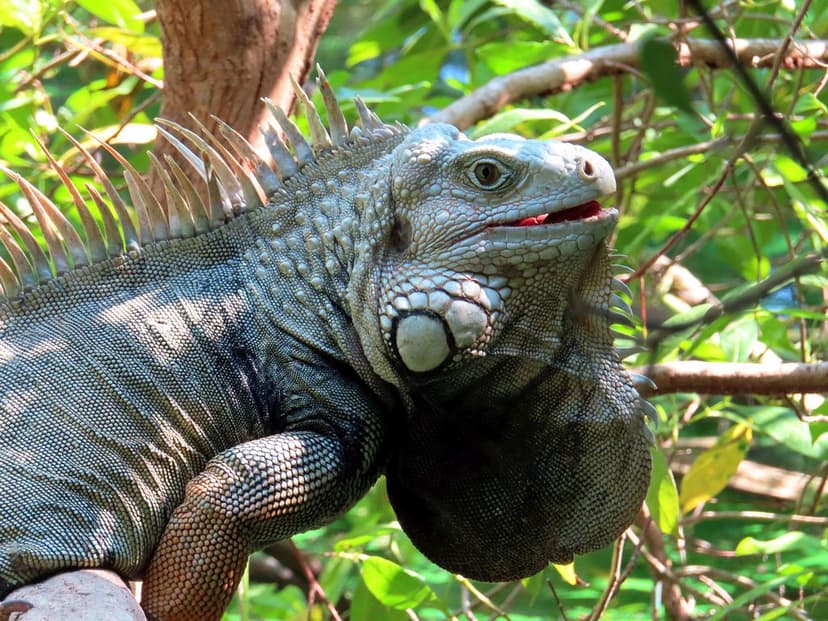 Green Iguana | The green iguana is a large herbivorous repti… | Flickr
