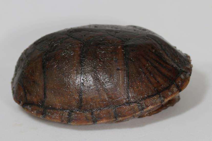 Stinkpot series | Common Musk Turtle, Stinkpot - Sternotheru… | Flickr