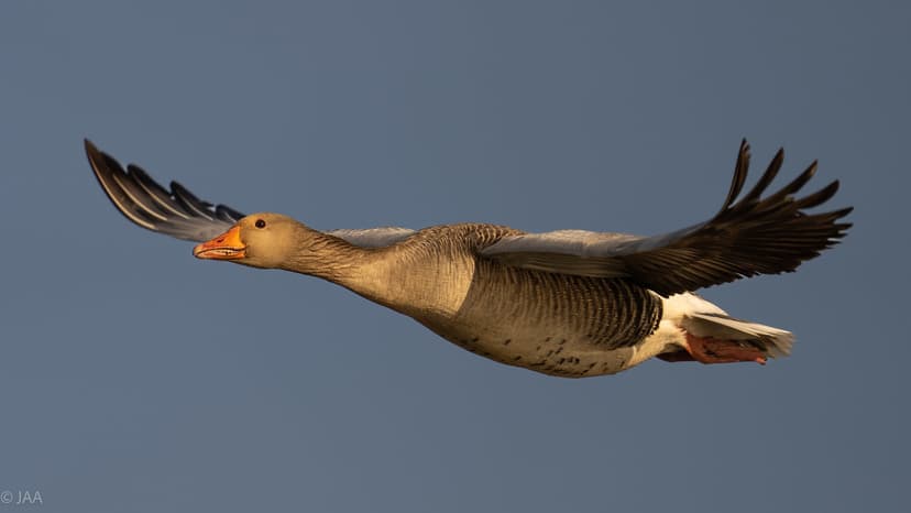 Graugans / Greylag Goose / Grågås / Anser anser | The very c… | Flickr