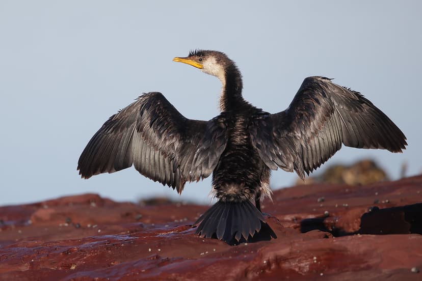 Little Pied Cormorant | Little Pied Cormorant drying its win… | Flickr