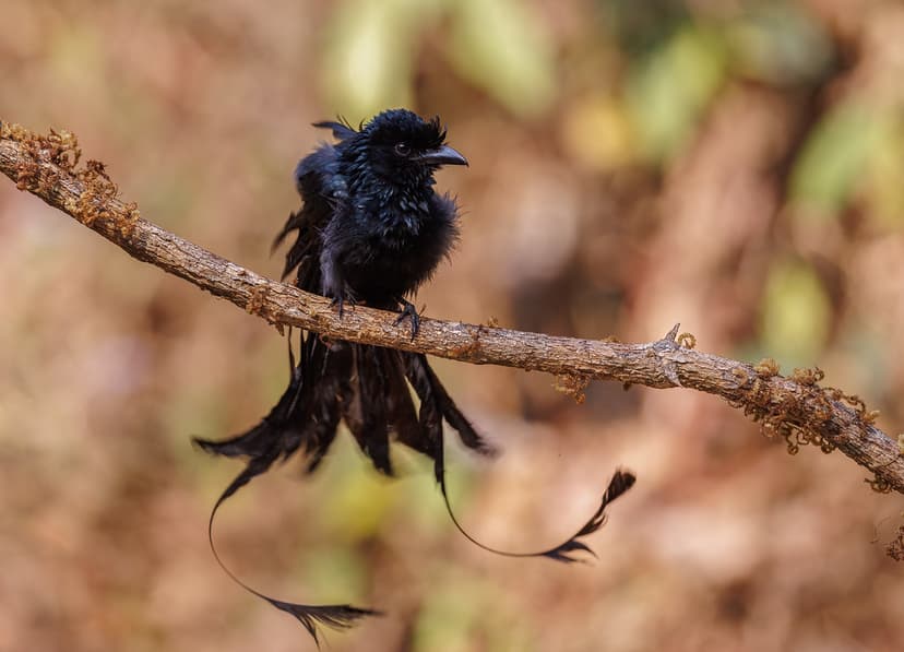 A Greater Racket tailed drongo making a racket! | A large Dr… | Flickr