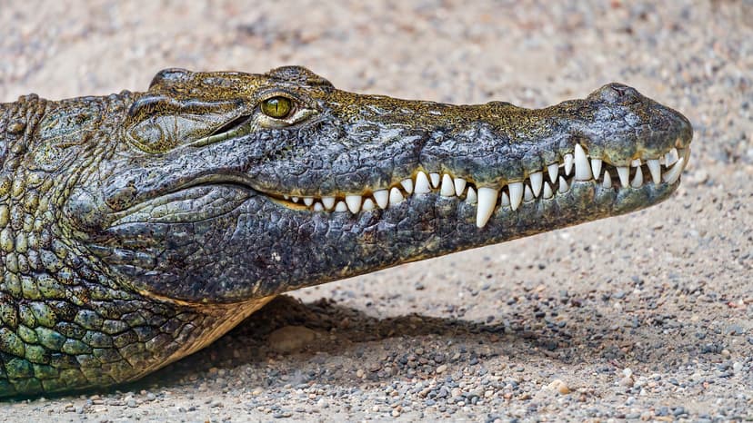 Big crocodile mouth! | One of the crocodiles of the Basel zo ...
