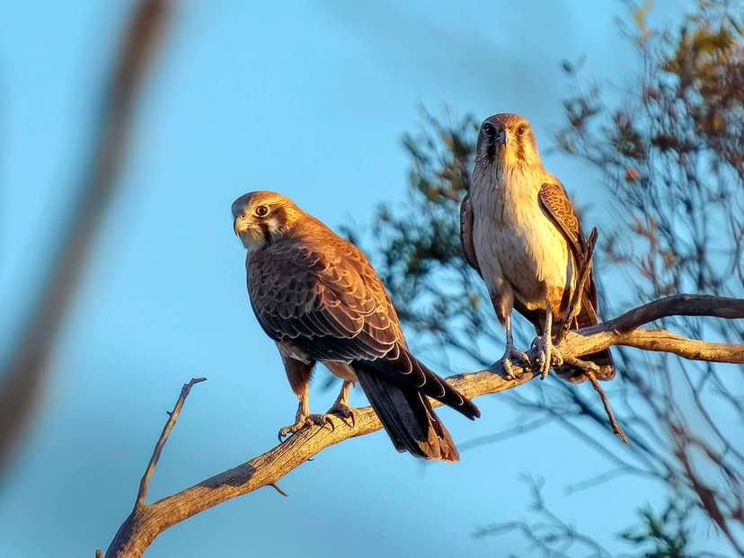 Brown Falcon (Falco berigora berigora) | Gluepot Reserve, So… | Flickr