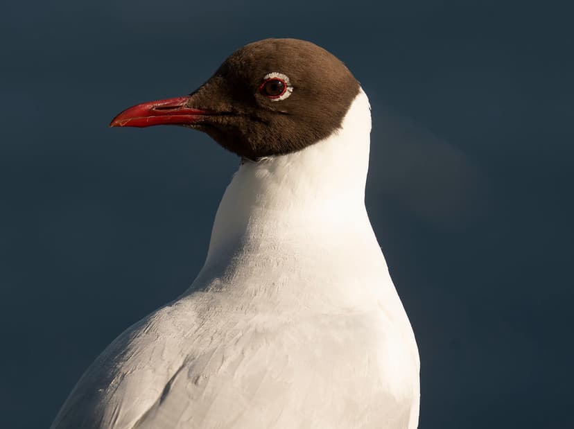 Black-headed Gull (Chroicocephalus ridibundus) | John Knight | Flickr