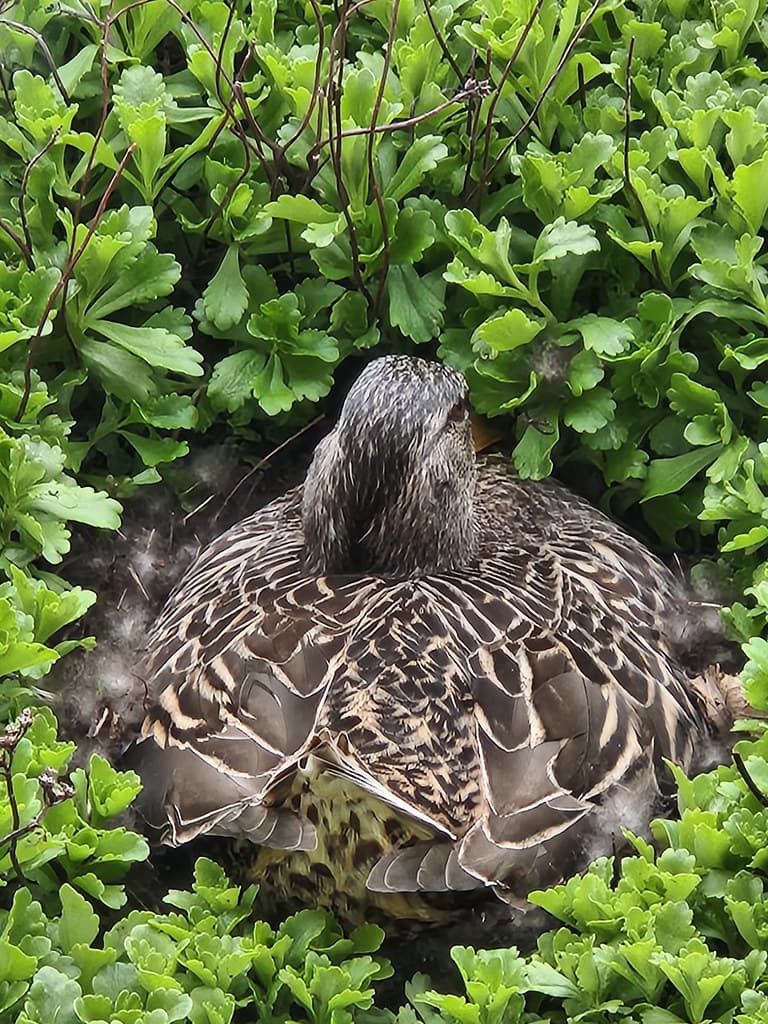 Mallard Duck Nest on the Green Roof, Kresge Hall (Ross Sch… | Flickr
