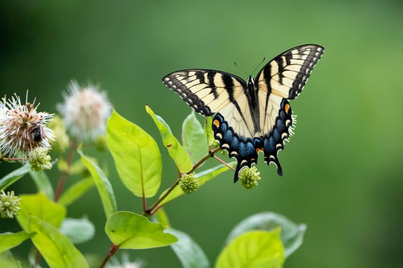 Eastern Tiger Swallowtail butterfly (yellow-morph) | Flickr