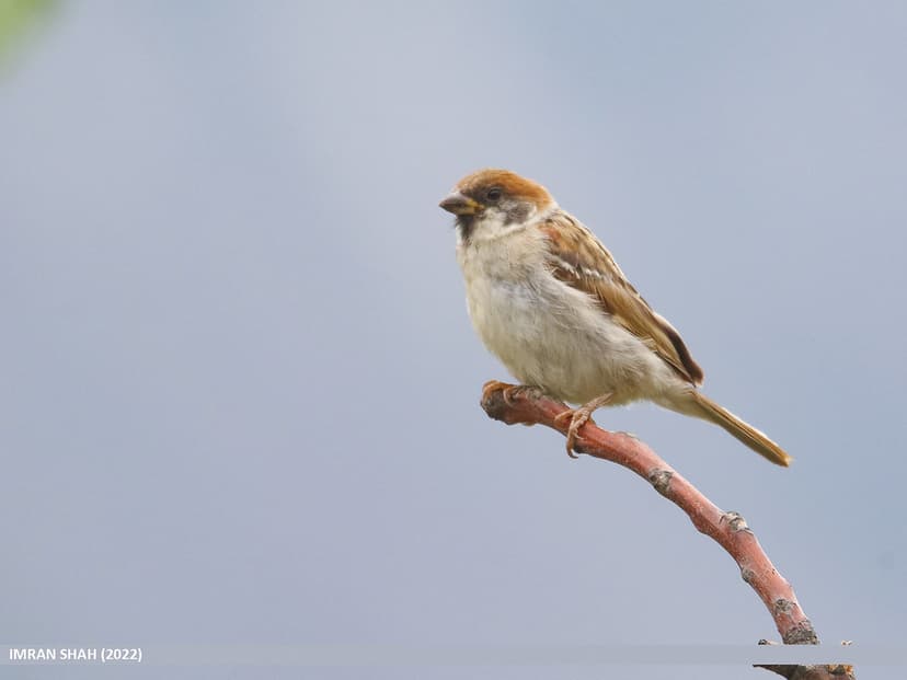 Eurasian Tree Sparrow (Passer montanus) | Eurasian Tree Spar… | Flickr