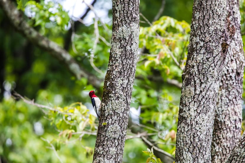 Red-headed woodpecker | Melissa McMasters | Flickr