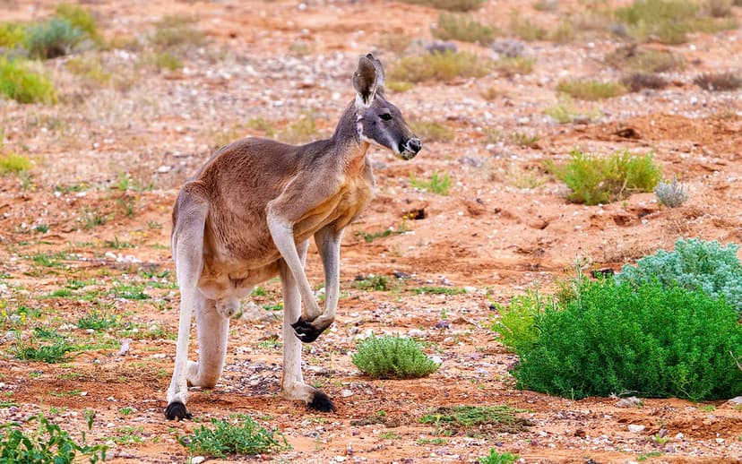 Red Kangaroo (Macropus rufus) | Bedourie, Queensland, Austra… | Flickr