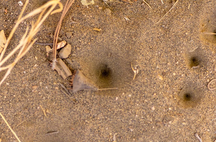 Doodlebug Holes | Doodlebugs are the larvae of an antlion, a… | Flickr