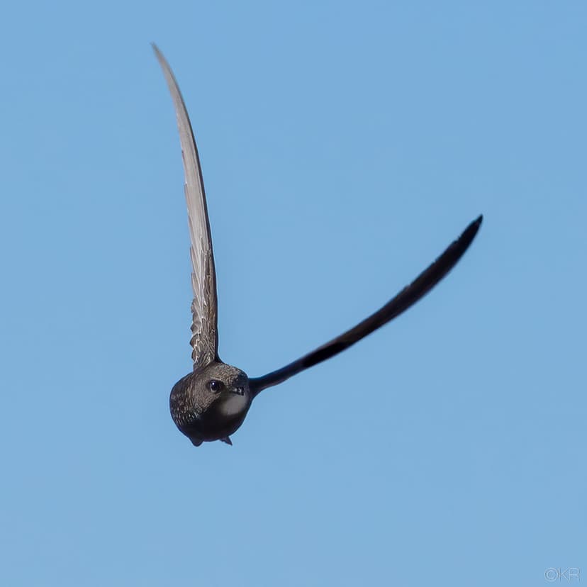 Common swift / Tårnseiler (apus apus) | Sleeping, eating, ba… | Flickr