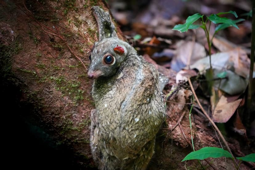 Colugo or Flying Lemur | My thanks to Flickr member Henrik G… | Flickr