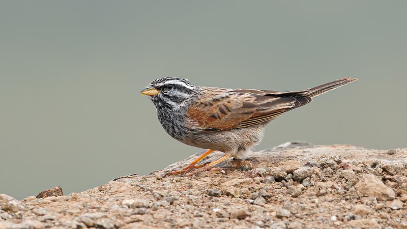 A Striolated Bunting foraging on hill slopes | A passerine b… | Flickr