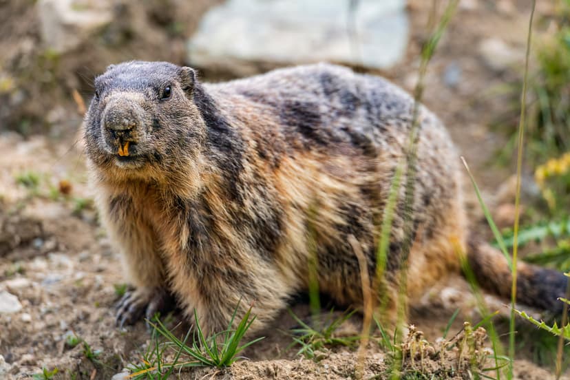 Marmot showing teeth | They have long teeth, but one mostly … | Flickr