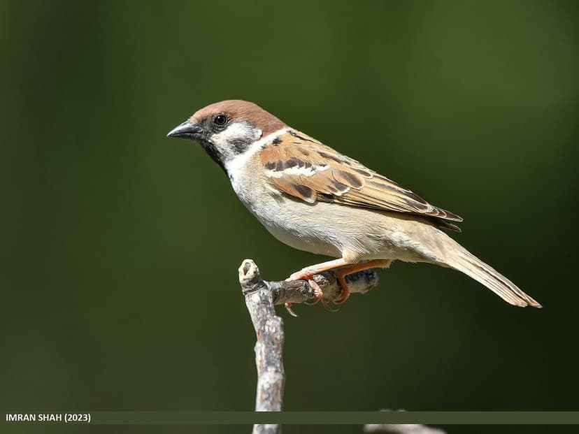 Eurasian Tree Sparrow (Passer montanus) | Eurasian Tree Spar… | Flickr