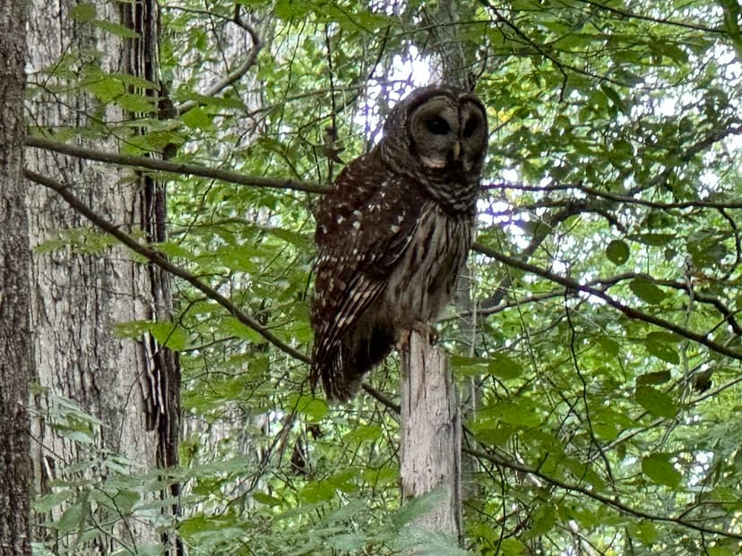 Owl Encounter | Wesley Fryer | Flickr