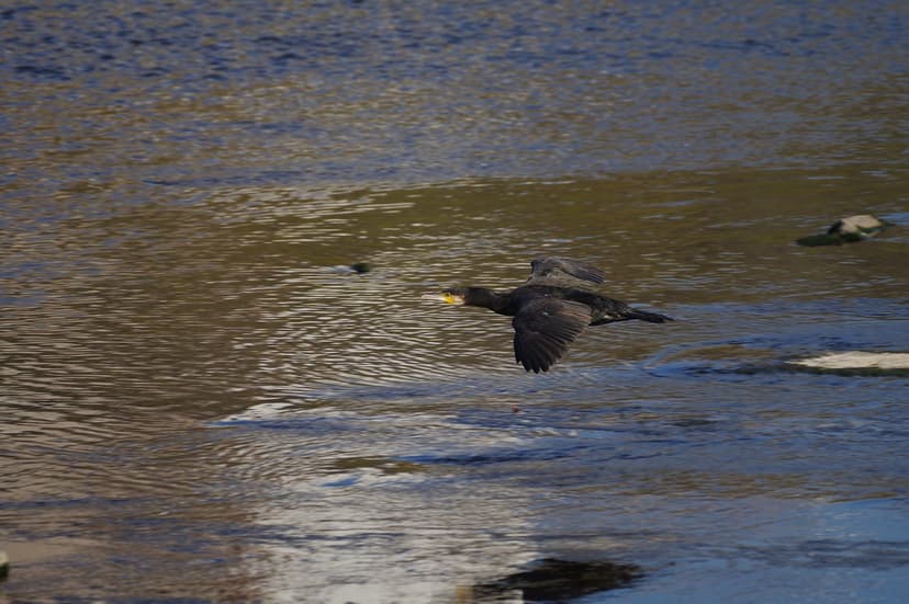 Great cormorant | pelican | Flickr