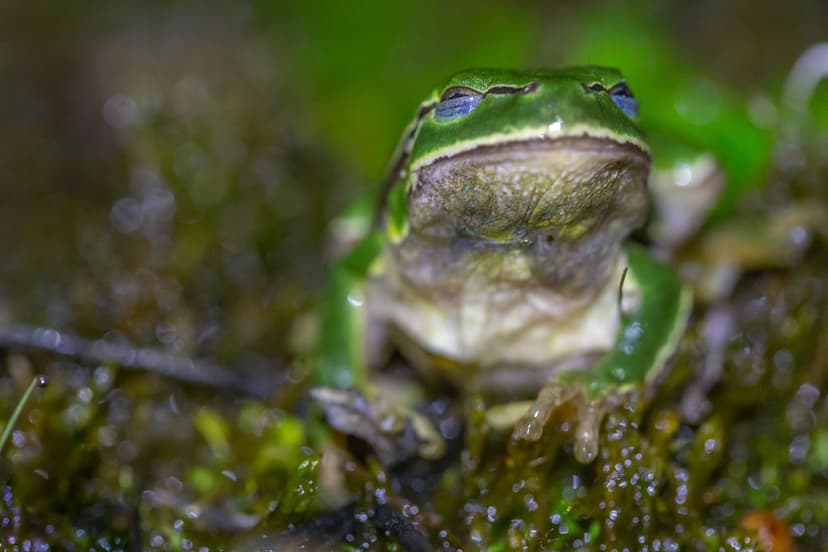Hyla molleri blinking | In the eighteenth century, the Scand… | Flickr