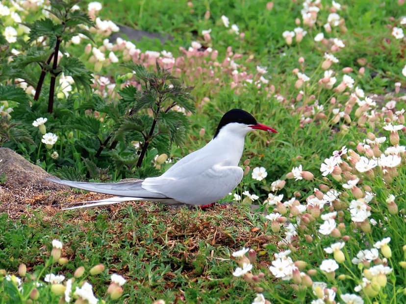 Arctic Tern | The Arctic tern is a migratory bird which flie… | Flickr