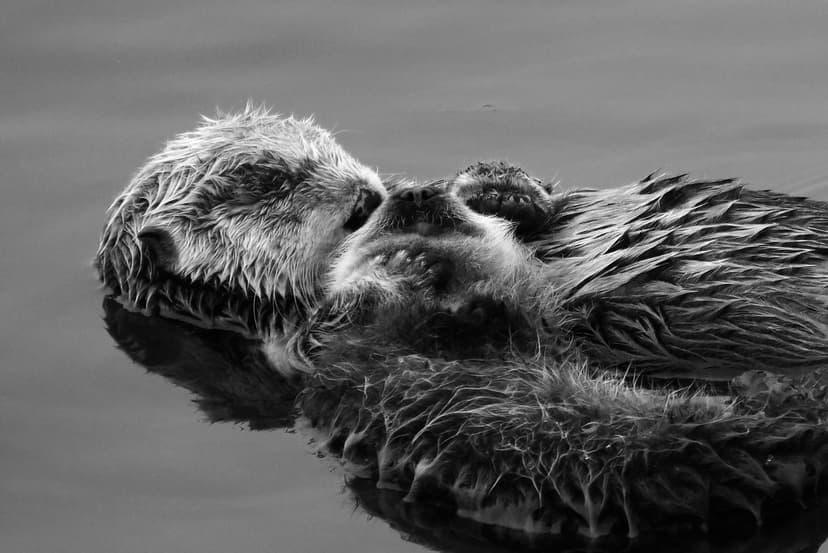 Sea Otter Family, Mother and Baby | Mother and bay otter bon… | Flickr