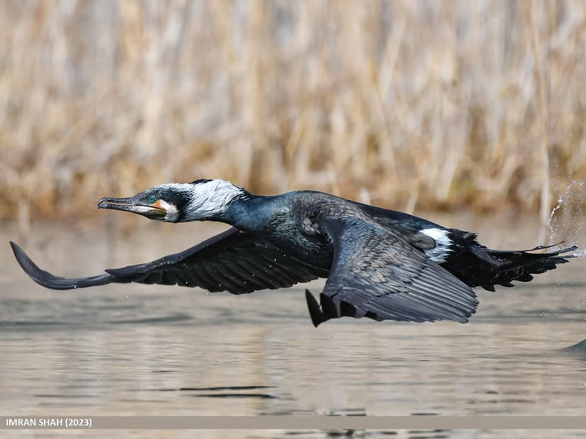 Great Cormorant (Phalacrocorax carbo) | Great Cormorant (Pha… | Flickr