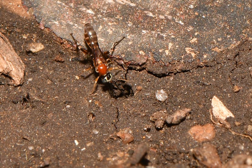 Labium wasp | Tiny wasp visiting the Native bee Lasioglosum … | Flickr