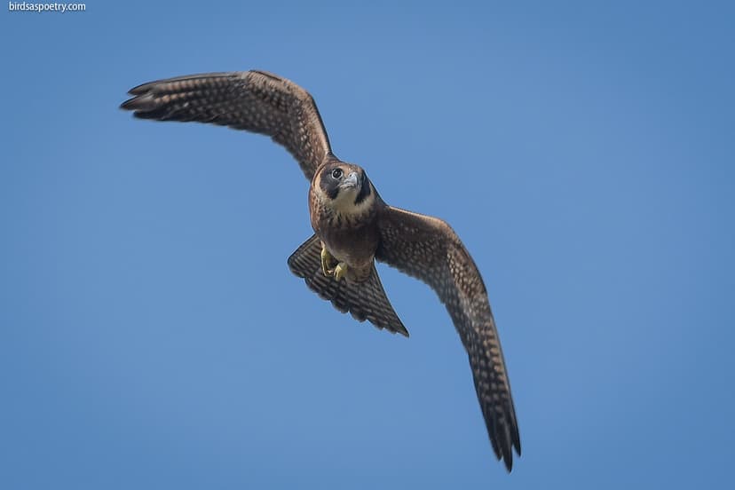Australian Hobby: Target Aquired | Australian Hobby ...
