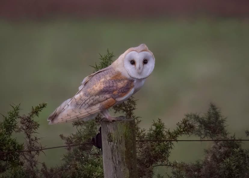 Barn Owl - Tyto alba | Lovely encounter with this beautiful … | Flickr