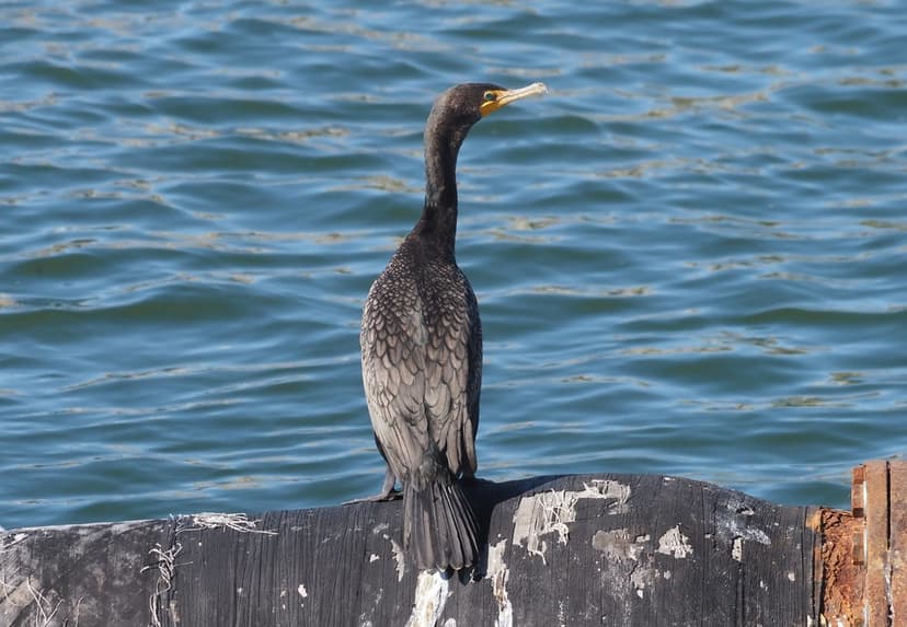 Double-crested Cormorant, Nannopterum auritum | Monterey Bay… | Flickr