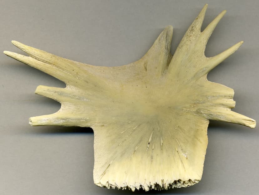 Sea turtle bone (Sanibel Island, Florida, USA) 2 | (~10 cent… | Flickr