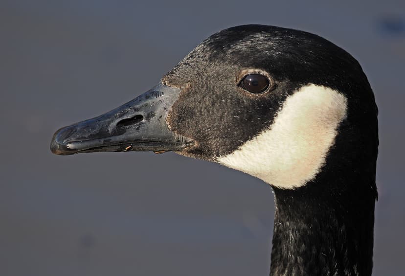 File:046 366 - Canada Goose - Branta canadensis, Lake Accotink ...