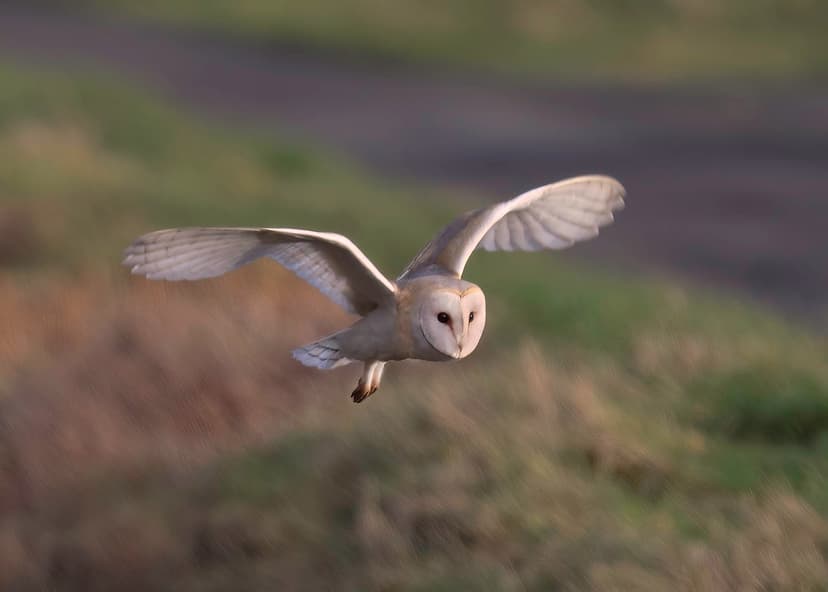 Barn Owl - Tyto alba | Dumfries & Galloway Scotland | caroline ...