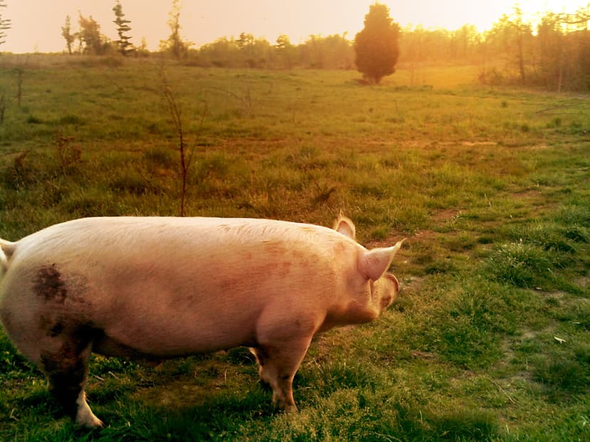 Domestic Pig at Sunset | A domestic Yorkshire hog. Credit: N… | Flickr