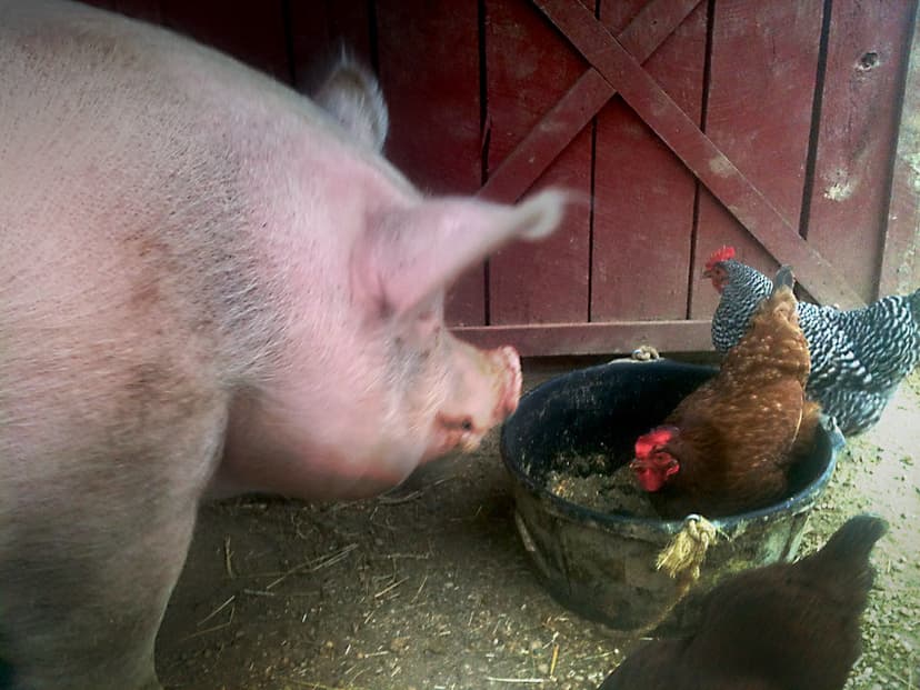Chicken in a Pig's Feed Bowl | A pig looks on as a barnyard … | Flickr