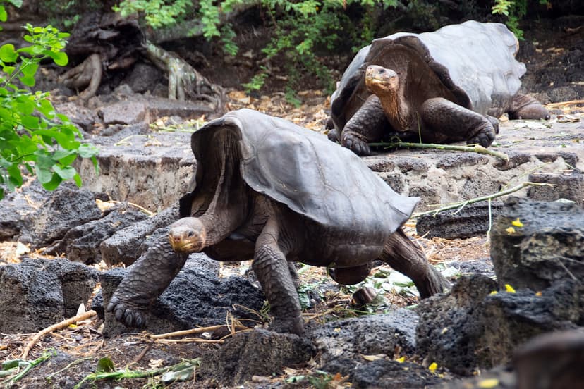 captive Galápagos Giant Tortoise Chelonoidis niger | Flickr