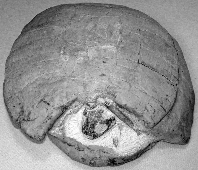 Fossil turtle (Florida, USA) | The chelonians are the turtle… | Flickr