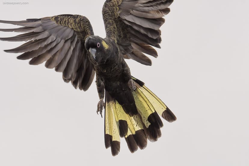 Yellow-tailed Black Cockatoo:Filling the Frame | Yellow-tail… | Flickr