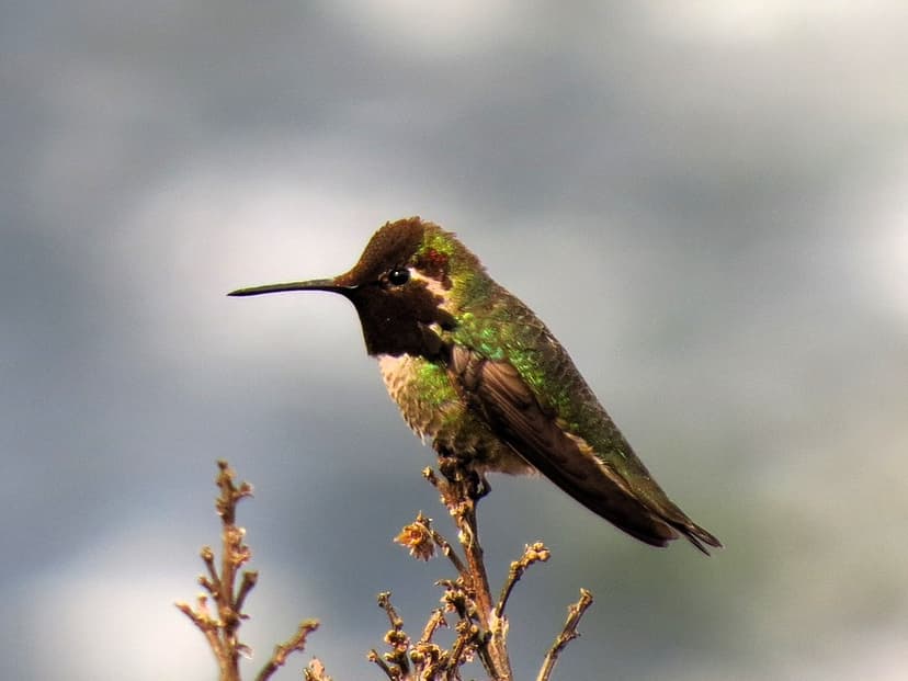 Hummingbird, Anna's - Male | Albion, California; the male An… | Flickr