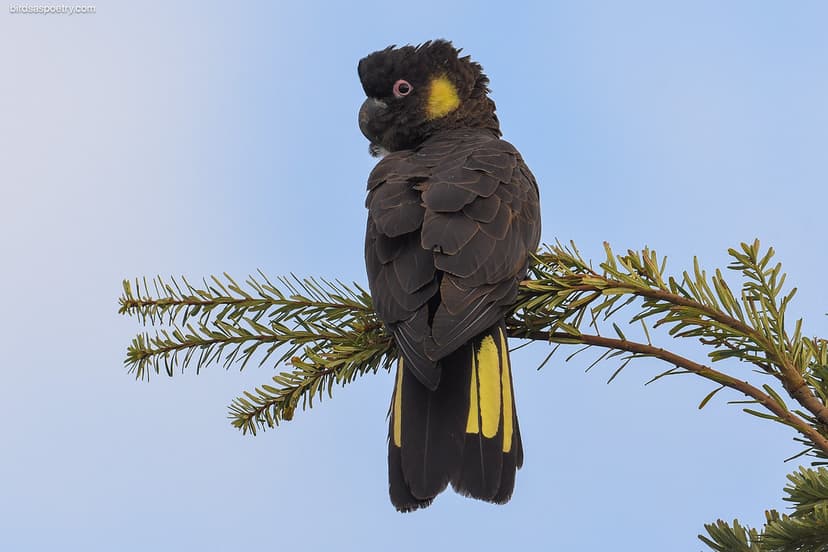 Yellow-tailed Black Cockatoo: Posed | Yellow-tailed Black Co… | Flickr