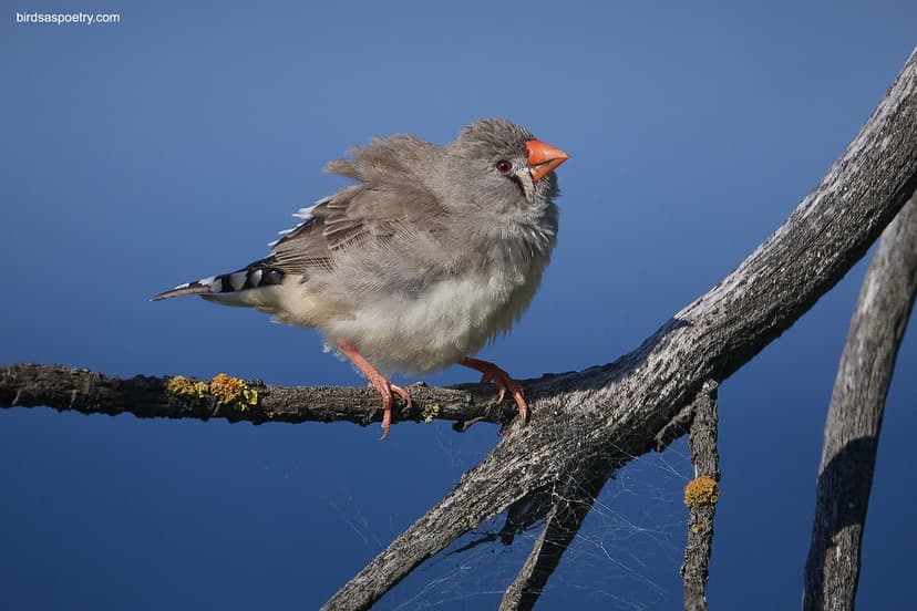 Zebra Finch: Sitting Pretty | Zebra Finch ≠==============≠ O ...