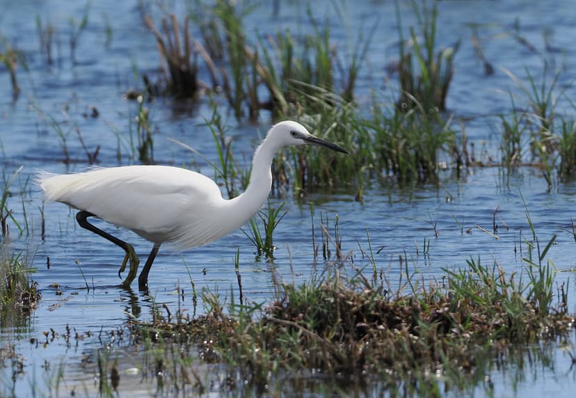 Little egret (Egretta garzetta), Akrotiri marsh near Limas… | Flickr