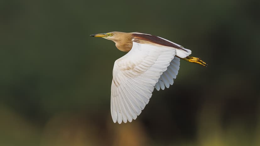 An Indian Pond Heron taking flight over paddy fields | Flickr