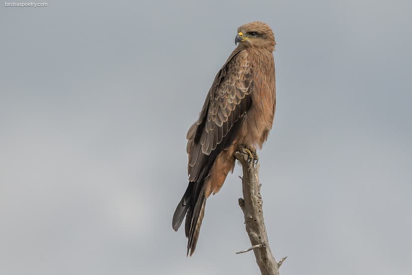 Black Kite: The Sentry | Black- Kite ≠====================+ ...