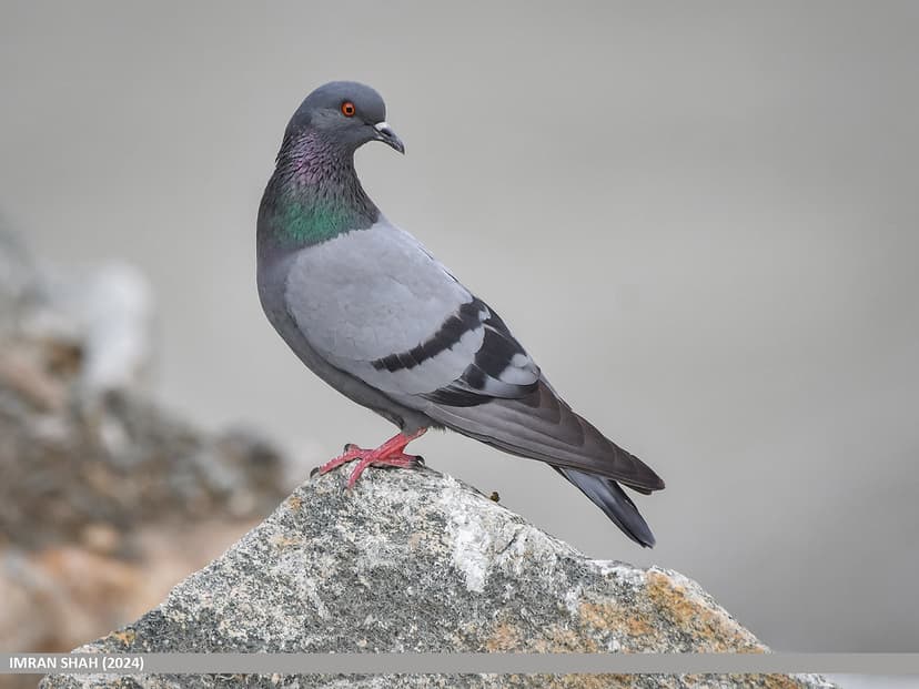 Rock Pigeon (Columba livia) | Rock Pigeon (Columba livia) ca… | Flickr
