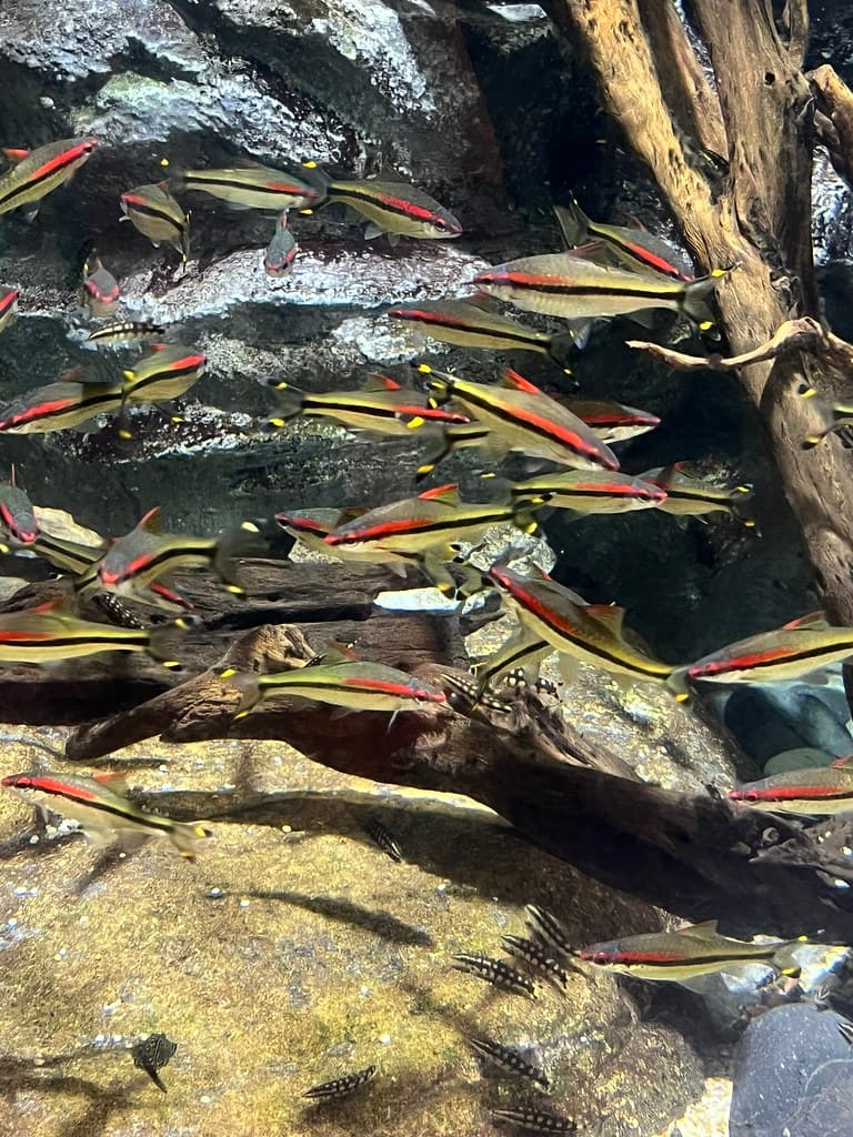 Brilliantly coloured Cardinal Tetra fish at River Wonders … | Flickr