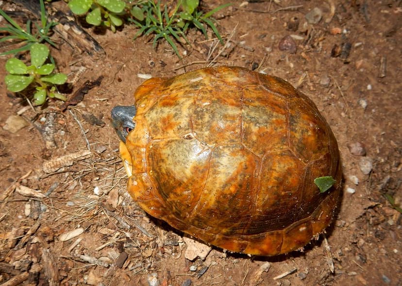 Desert Box Turtle (Terrapene ornata luteola) very old | Flickr