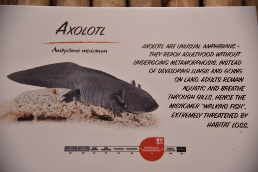 Signage about the Axolotl at Singapore Zoo | Signage about t… | Flickr