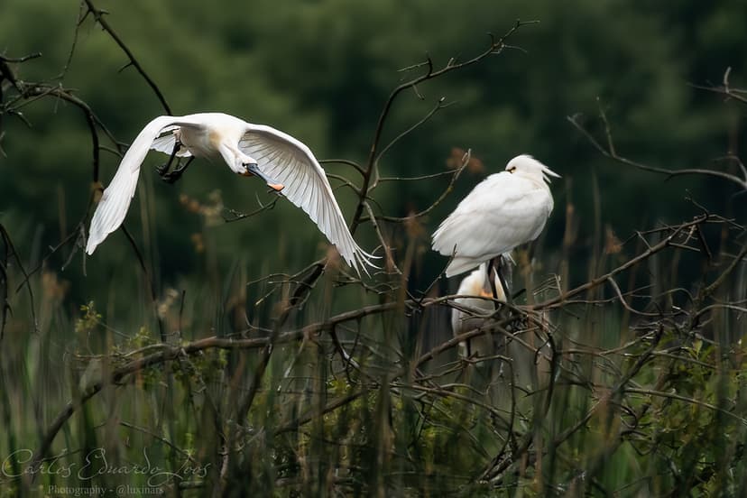 Eurasian Spoonbil | The Eurasian spoonbill (Platalea leucoro… | Flickr