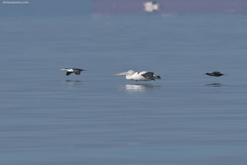 Australian Pelican, Australian Pied Cormorant, Little Blac… | Flickr